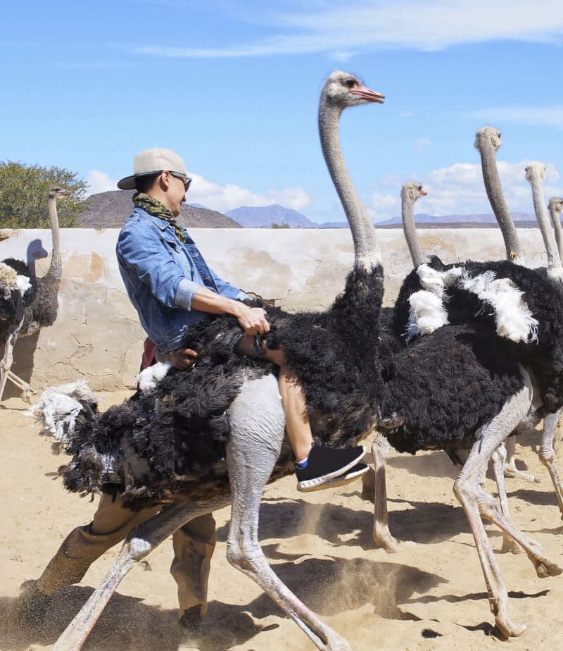 Ostrich Racing